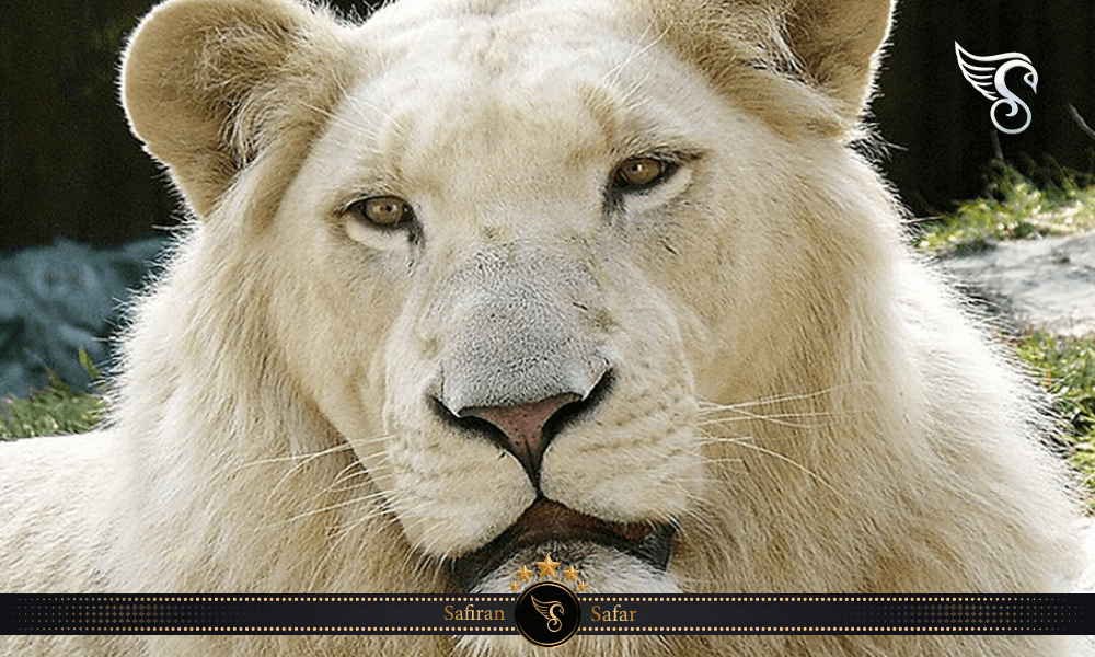 شیر سفید (White Lion)