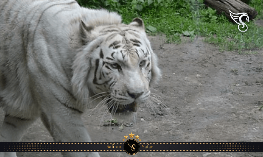 ببر سفید (White Tiger)