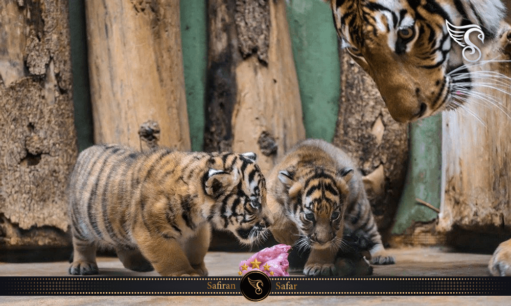 طراحی باغ وحش پراگ