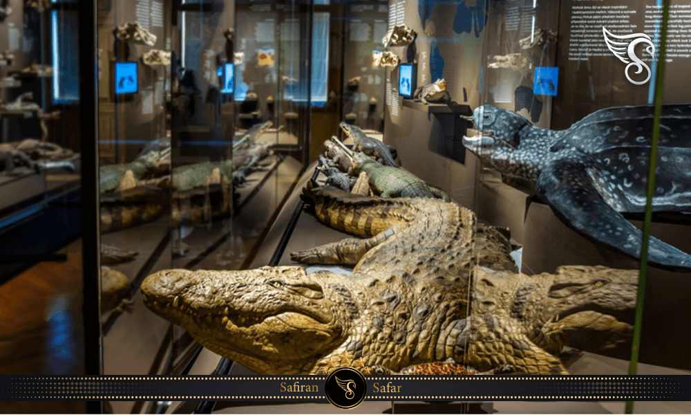 کلکسیون و نمایشگاه های موزه ملی پراگ