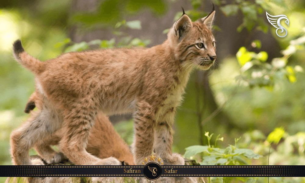 بازدید از پارک ملی شوماوا در چک